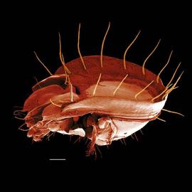 Oribatid mite with humeral projections (DEW)