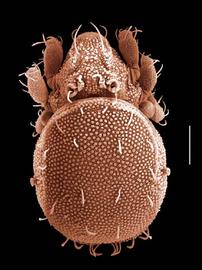 Hermanniellid oribatid mite (DEW)