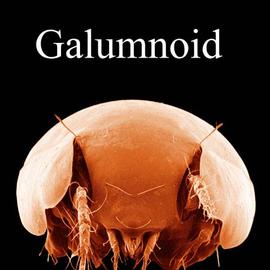  Pilogalumna cozadensis,  a galumnoid (VB-H, DEW)