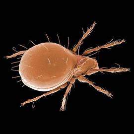  Zygoribatula  sp., an oribatuloid (DEW)