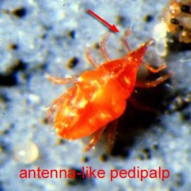 Snout mite (DEW)