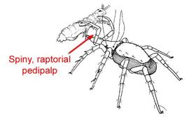 Raptorial palps (DEW)