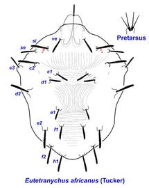   Eutetranychus africanus 
