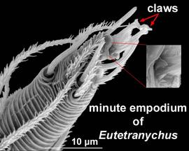  Eutetranychus  pretarsus I with minute empodial claw