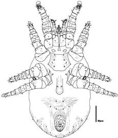 Eviphidid venter (CH, DEW)