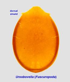  Uroobovella  ( Fuscuropoda ) dorsal shield (dissected)