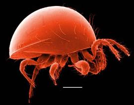  Gamasiphis  sp. (Dew)