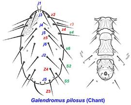  Galendromus pilosus   z3 ,  ZV3  absent