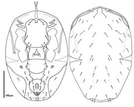  Gamasolaelaps  venter and dorsum of female