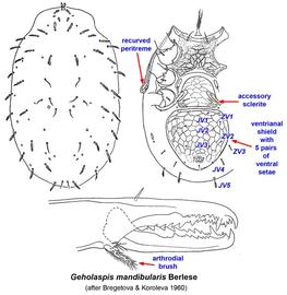 Member of the subgenus  Longicheles 