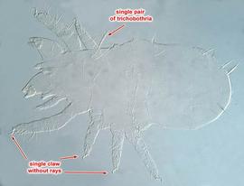 Immature oribatid mite