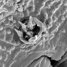 Close-up of peritreme (DEW)