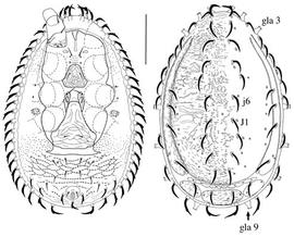  Heatherella acanthocaris  female dorsum and venter (PG, DEW)