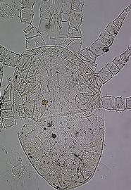 Halolaelapid, Queensland (DEW)