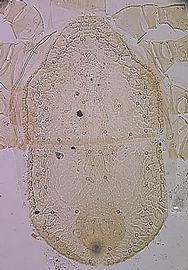  Leitneria  dorsal shield (Colorado) (DEW)
