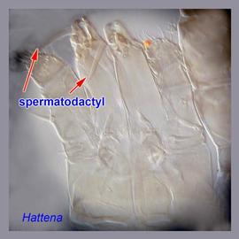  Hattena cometis  male chelicera