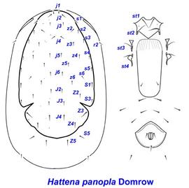  Hattena panopla  female dorsum and venter