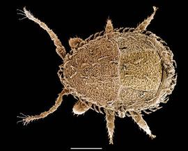  Heatherella acanthocaris  male (DEW)