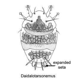 Leaf-like;  Daidalotarsonemus  (DEW)