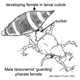Male broad mite with female larva (DEW)