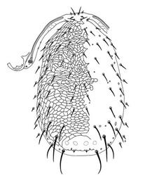  Hoploseius  sp. dorsum