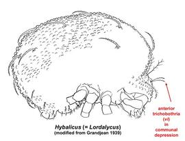  Hybalicus  lateral (after Grandjean 1939)