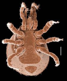  Hypoaspis s.l.  (DEW)