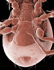 nr  Laelaptonyssus  (DEW)