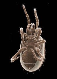   Pseudoparasitus  female venter
