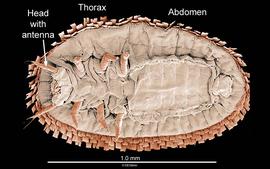 Unusual beetle larva (DEW)