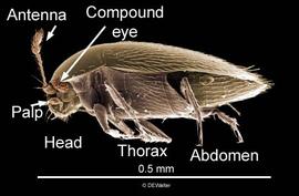 Feather-winged beetle (DEW)