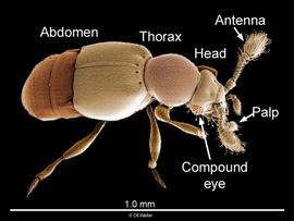 Minute staphylinid beetle (DEW)