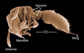 Small ponerine ant (DEW)