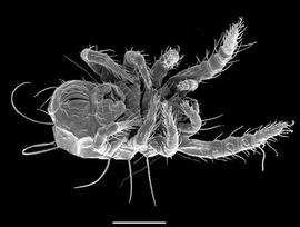  Loftacarus  ventral view (DEW)