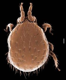  Laelaps echidninus  (DEW)