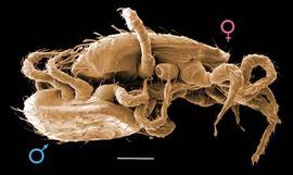  Lasioseius  male and female in copulo