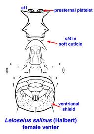  Leioseius salinus  (Halbert) female venter
