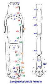   Longoseius  adult female dorsum and ventral shields
