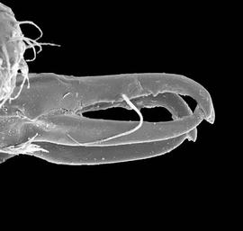   Holostaspella  chelicera
