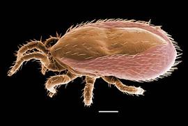  Ornithonyssus bacoti  (DEW)