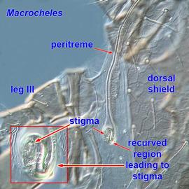 Recurved peritreme in  Macrocheles 
