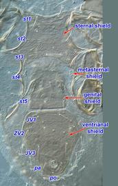   Macrocheles  ventral shields of female

