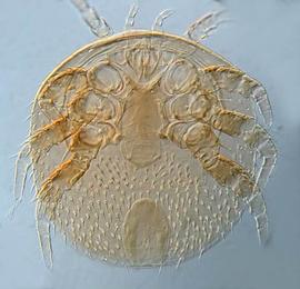   Melittiphis  from Colombia
