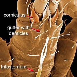 Subcapitular gutter (DEW)