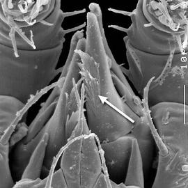   Microgynium  excrescence (Oregon) (DEW)
