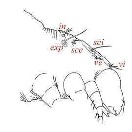  Undescribed micropsammid lateral anterior
