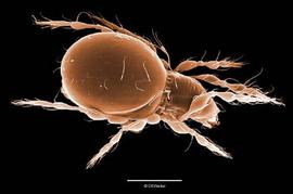 Oribatid mite (DEW)