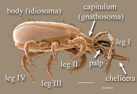 Predatory mesostigmatan (DEW)