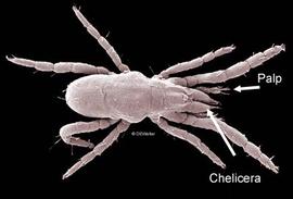 Predatory prostigmatan (DEW)