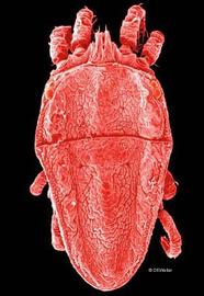 False spider mite (DEW)